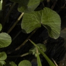 leaf  : nom scientifique : Caltha palustris L. , Caltha , Ranunculaceae 