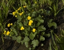 whole  : nom scientifique : Caltha palustris L. , Caltha , Ranunculaceae 