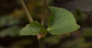 stemleaf  : nom scientifique : Caltha palustris L. , Caltha , Ranunculaceae 