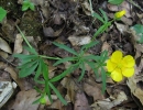 whole  : nom scientifique : Ranunculus auricomus L. , Ranunculus , Ranunculaceae 