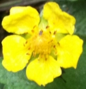 flower  : nom scientifique : Potentilla reptans L. , Potentilla , Rosaceae 