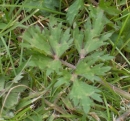 leaf  : nom scientifique : Ranunculus repens L. , Ranunculus , Ranunculaceae 