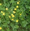 whole  : nom scientifique : Ranunculus repens L. , Ranunculus , Ranunculaceae 