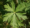 leaf  : nom scientifique : Trollius europaeus L. , Trollius , Ranunculaceae 