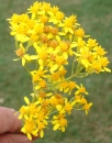 flower  : nom scientifique : Senecio adonidifolius Loisel. , Senecio , Asteraceae 