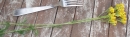 whole  : nom scientifique : Senecio adonidifolius Loisel. , Senecio , Asteraceae 