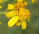flower  : nom scientifique : Senecio adonidifolius Loisel. , Senecio , Asteraceae 