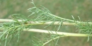 stemleaf  : nom scientifique : Senecio adonidifolius Loisel. , Senecio , Asteraceae 