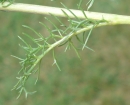 leaf  : nom scientifique : Senecio adonidifolius Loisel. , Senecio , Asteraceae 