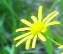 flower : nom scientifique : Senecio adonidifolius Loisel. , Senecio , Asteraceae