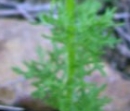 leaf : nom scientifique : Senecio adonidifolius Loisel. , Senecio , Asteraceae
