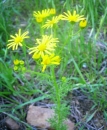 whole : nom scientifique : Senecio adonidifolius Loisel. , Senecio , Asteraceae