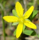 flower  : nom scientifique : Hypericum humifusum L. , Hypericum , Hypericaceae 