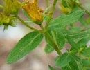stemleaf : nom scientifique : Hypericum perforatum L. , Hypericum , Hypericaceae