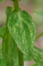 leaf : nom scientifique : Hypericum perforatum L. , Hypericum , Hypericaceae