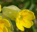 flower  : nom scientifique : Primula veris L. , Primula , Primulaceae 