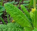 stemleaf  : nom scientifique : Primula veris L. , Primula , Primulaceae 