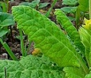 leaf  : nom scientifique : Primula veris L. , Primula , Primulaceae 