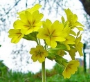 flower  : nom scientifique : Primula veris L. , Primula , Primulaceae 