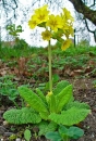 whole  : nom scientifique : Primula veris L. , Primula , Primulaceae 