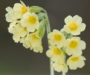 flower  : nom scientifique : Primula elatior Hill , Primula , Primulaceae 