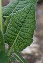 leaf  : nom scientifique : Primula elatior Hill , Primula , Primulaceae 