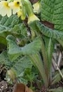 stemleaf  : nom scientifique : Primula elatior Hill , Primula , Primulaceae 