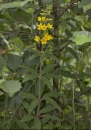 whole  : nom scientifique : Lysimachia vulgaris L. , Lysimachia , Primulaceae 