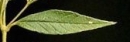 leaf  : nom scientifique : Lysimachia vulgaris L. , Lysimachia , Primulaceae 