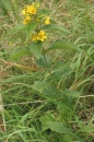 whole  : nom scientifique : Lysimachia vulgaris L. , Lysimachia , Primulaceae 