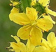 flower  : nom scientifique : Agrimonia eupatoria L. , Agrimonia , Rosaceae 