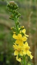 flower  : nom scientifique : Agrimonia eupatoria L. , Agrimonia , Rosaceae 