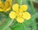 flower : nom scientifique : Agrimonia eupatoria L. , Agrimonia , Rosaceae