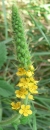 flower : nom scientifique : Agrimonia eupatoria L. , Agrimonia , Rosaceae
