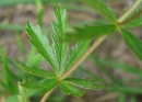 stemleaf  : nom scientifique : Potentilla erecta (L.) Raeusch. , Potentilla , Rosaceae 