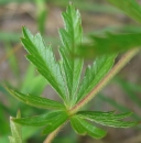 leaf  : nom scientifique : Potentilla erecta (L.) Raeusch. , Potentilla , Rosaceae 