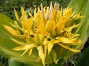 flower  : nom scientifique : Gentiana lutea L. , Gentiana , Gentianaceae 