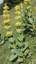 whole  : nom scientifique : Gentiana lutea L. , Gentiana , Gentianaceae 