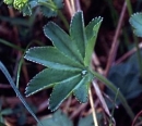 leaf  : nom scientifique : Alchemilla xanthochlora Rothm. , Alchemilla , Rosaceae 