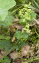 whole  : nom scientifique : Alchemilla xanthochlora Rothm. , Alchemilla , Rosaceae 