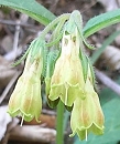 flower  : nom scientifique : Symphytum tuberosum L. , Symphytum , Boraginaceae 