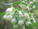 flower : nom scientifique : Symphytum officinale L. , Symphytum , Boraginaceae