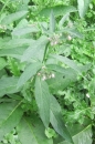 whole : nom scientifique : Symphytum officinale L. , Symphytum , Boraginaceae