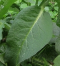 leaf : nom scientifique : Symphytum officinale L. , Symphytum , Boraginaceae
