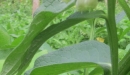 stemleaf : nom scientifique : Symphytum officinale L. , Symphytum , Boraginaceae