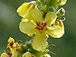 flower  : nom scientifique : Verbascum nigrum L. , Verbascum , Scrophulariaceae 