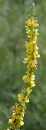 flower  : nom scientifique : Verbascum nigrum L. , Verbascum , Scrophulariaceae 