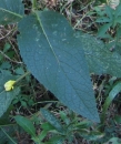 leaf  : nom scientifique : Verbascum nigrum L. , Verbascum , Scrophulariaceae 