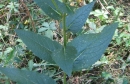 stemleaf  : nom scientifique : Verbascum nigrum L. , Verbascum , Scrophulariaceae 