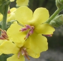 flower  : nom scientifique : Verbascum nigrum L. , Verbascum , Scrophulariaceae 